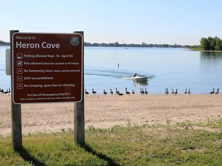 The brown Colorado Parks and Wildlife “Welcome to Heron Cove” sign on the sandy shore of Boyd Lake on a clear summer morning in 2017, with Canada geese along the waterline and a small motorboat out on the lake.