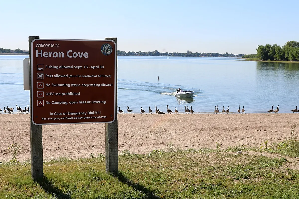 The brown Colorado Parks and Wildlife “Welcome to Heron Cove” sign on the sandy shore of Boyd Lake on a clear summer morning in 2017, with Canada geese along the waterline and a small motorboat out on the lake.